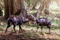 Fighting two male Menelik Bushbuck Bale Mountain, Ethiopia