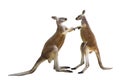 Fighting two red kangaroos on white background Royalty Free Stock Photo