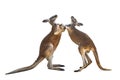 Fighting two red kangaroos on white background Royalty Free Stock Photo