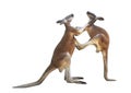 Fighting two red kangaroos on white background Royalty Free Stock Photo