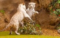 Fighting between two white tigers Royalty Free Stock Photo