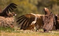 Fighting vultures