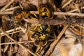 Fighting wasps and bees to death. Wasp catching a bee. Wasp killing a bee Royalty Free Stock Photo