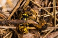 Fighting wasps and bees to death. Wasp catching a bee. Wasp killing a bee Royalty Free Stock Photo