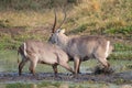 Fighting waterbuck