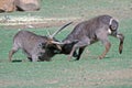 Fighting Waterbuck. Royalty Free Stock Photo