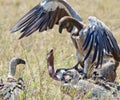 Fighting White-backed vultures