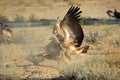 Fighting white-backed vultures - South Africa