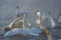 Fighting white whooping swans