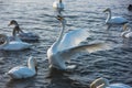 Fighting white whooping swans