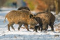 Fighting wild boar Royalty Free Stock Photo