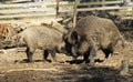 Fighting wild boars Royalty Free Stock Photo