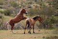 Fighting wild horse stallions fighting in the Arizona Salt River Canyon area near Phoenix Arizona USA