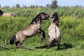 Fighting wild horses