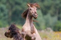 Fighting wild horses in The Netherlands