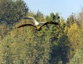 Fighting wild seagulls