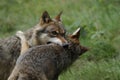 Fighting Wolves ( Canis lupus )