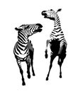 Fighting zebra illustration Royalty Free Stock Photo