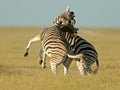 Fighting Zebras Royalty Free Stock Photo