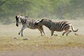 Fighting Zebras Royalty Free Stock Photo