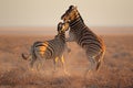 Fighting Zebras Royalty Free Stock Photo