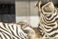 Fighting Zebras Royalty Free Stock Photo