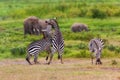 Fighting Zebras Royalty Free Stock Photo