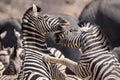 Fighting zebras in the Etosha National Park Royalty Free Stock Photo