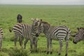 Fighting zebras Royalty Free Stock Photo