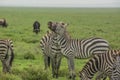 Fighting zebras Royalty Free Stock Photo