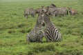 Fighting zebras Royalty Free Stock Photo