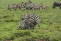 Fighting zebras Royalty Free Stock Photo