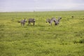 Fighting zebras, Ngorongoro Crater, Tanzania Royalty Free Stock Photo