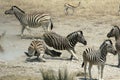 Fighting Zebras Royalty Free Stock Photo