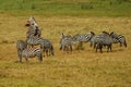 Fighting Zebras