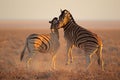 Fighting Zebras Royalty Free Stock Photo