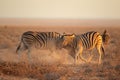 Fighting Zebras Royalty Free Stock Photo