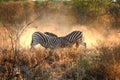 Fighting Zebras Royalty Free Stock Photo
