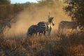 Fighting Zebras Royalty Free Stock Photo