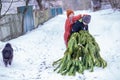 Two brothers carry a pine tree for the birth night. Two boys chose a tree to setting up a Christmas tree