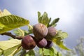 Figs