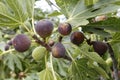 Figs Royalty Free Stock Photo