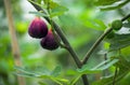 Figs on the branch of a fig tree Royalty Free Stock Photo