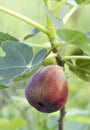 Figs on the branch of a fig tree Royalty Free Stock Photo