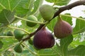 Figs on the branch Royalty Free Stock Photo