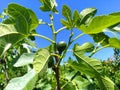 Figs on a branch. Green branches of a fig tree. Growing fruits on a fruit tree. Blue sky in the background. Partially defocused