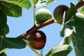 Figs on the branch of the tree Royalty Free Stock Photo
