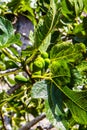 Figs on the branches of a fig tree closeup