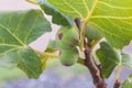 figs on branches of the fig tree