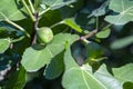 figs close-up shot on the branch Royalty Free Stock Photo